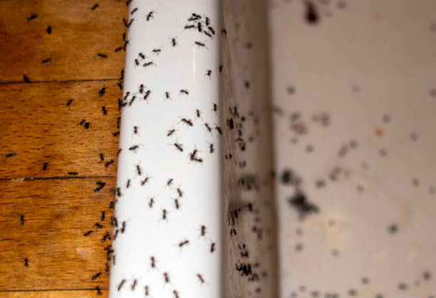 Best Pest Prevention Services  in Vaughn, WA